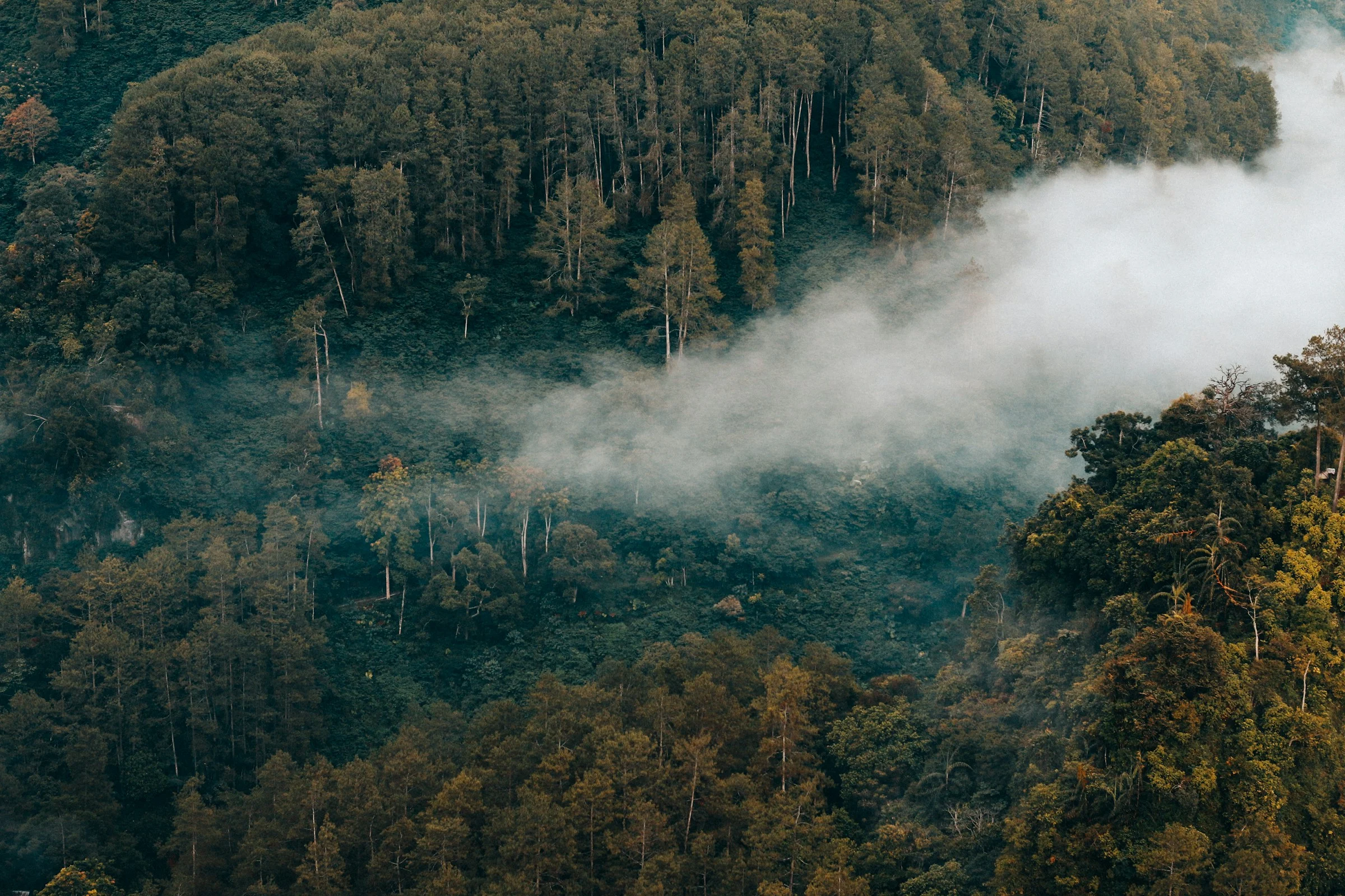 Kabut menyelimuti bentang hutan di Bandung, Indonesia